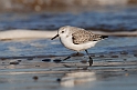 Sanderling